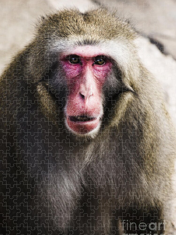 Monkey Jigsaw Puzzle featuring the photograph Face of a Japanese Macaques monkey #1 by Jorgo Photography