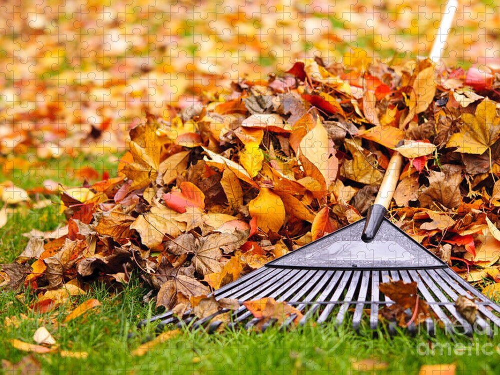 Rake Jigsaw Puzzle featuring the photograph Fall leaves with rake by Elena Elisseeva