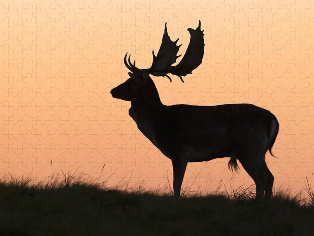 Feb0514 Jigsaw Puzzle featuring the photograph Fallow Deer Buck At Sunset Denmark by Duncan Usher