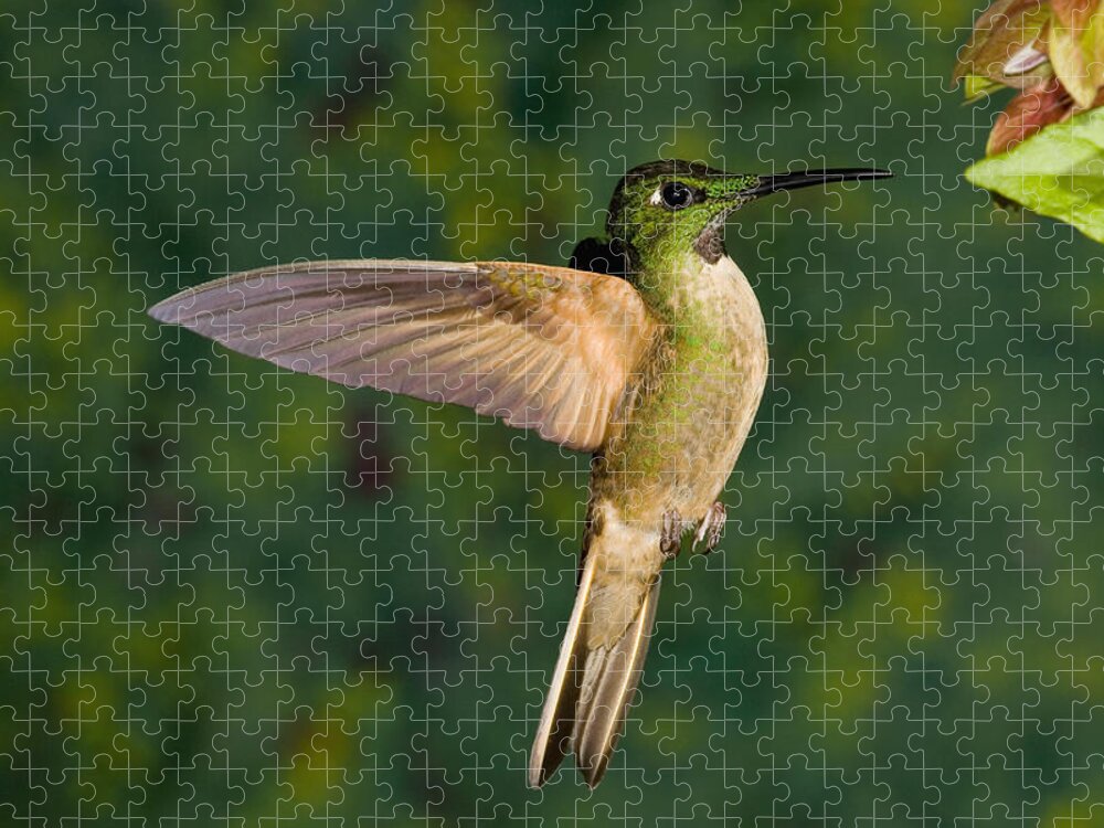 Feb0514 Jigsaw Puzzle featuring the photograph Fawn-breasted Brilliant Hummingbird #1 by Tom Vezo