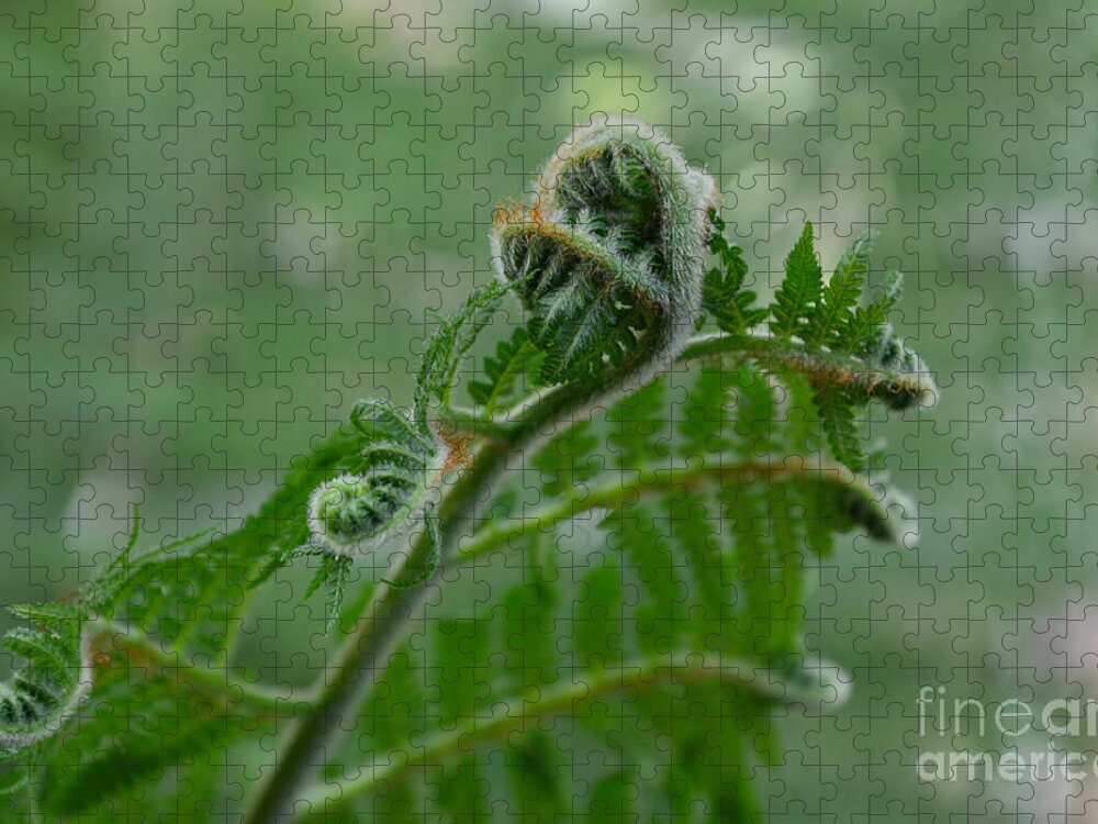 Fern Jigsaw Puzzle featuring the photograph Fiddle Fern #1 by Robert Meanor