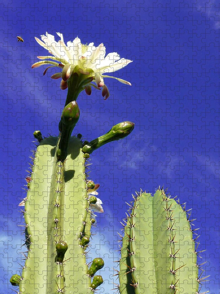 Cactus Jigsaw Puzzle featuring the photograph Flowering Cactus 2 by Mariusz Kula