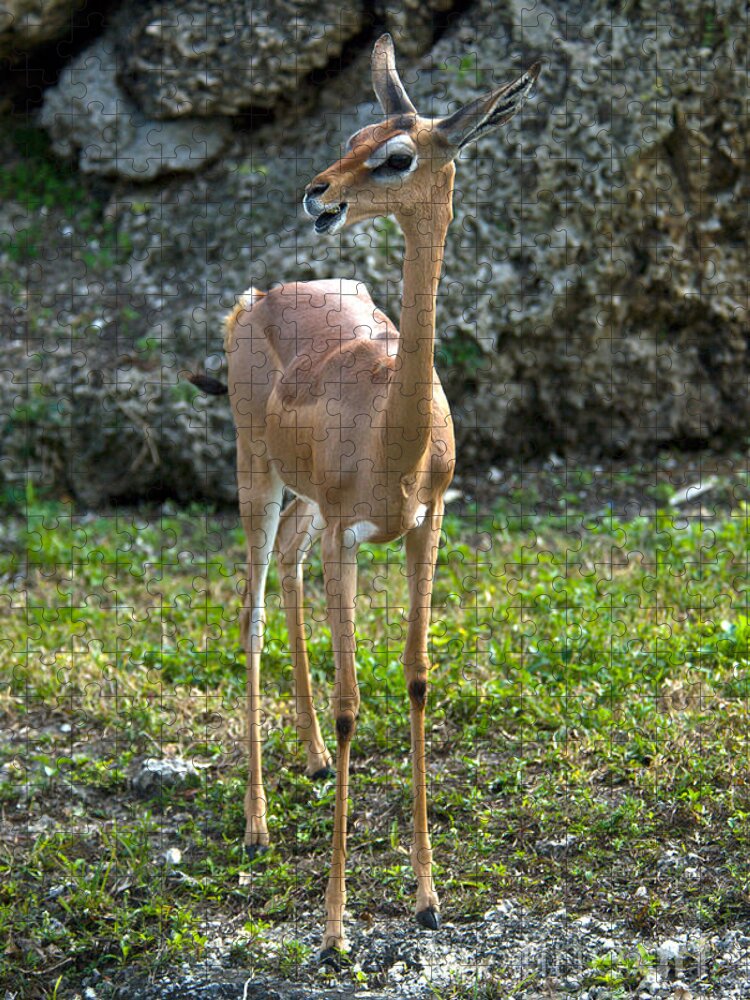 Gerenuk Jigsaw Puzzle featuring the photograph Gerenuk #1 by Mark Newman