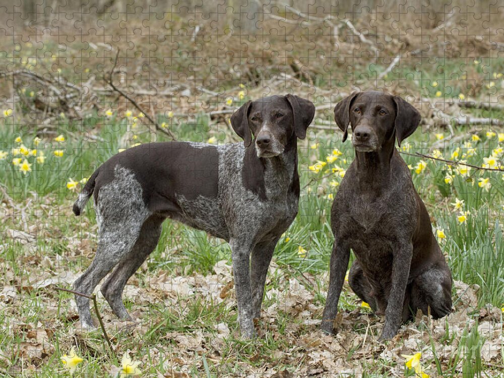 Dog Jigsaw Puzzle featuring the photograph German Short-haired Pointers by John Daniels