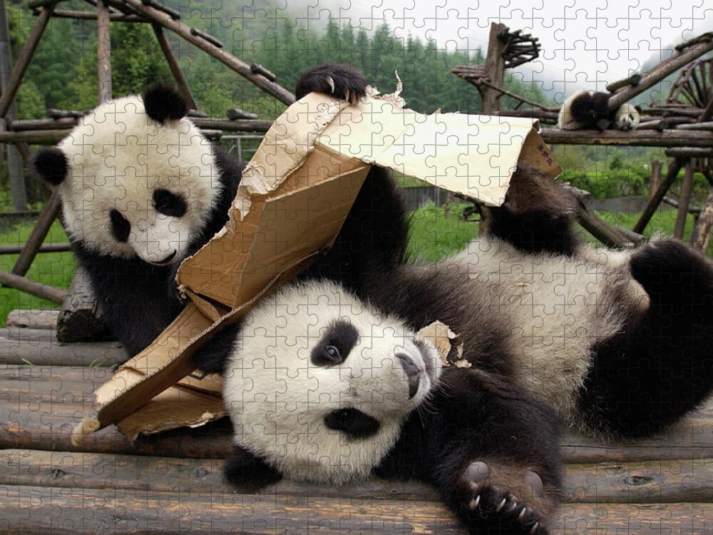 00206856 Jigsaw Puzzle featuring the photograph Giant Panda Ailuropoda Melanoleuca Pair #2 by Katherine Feng