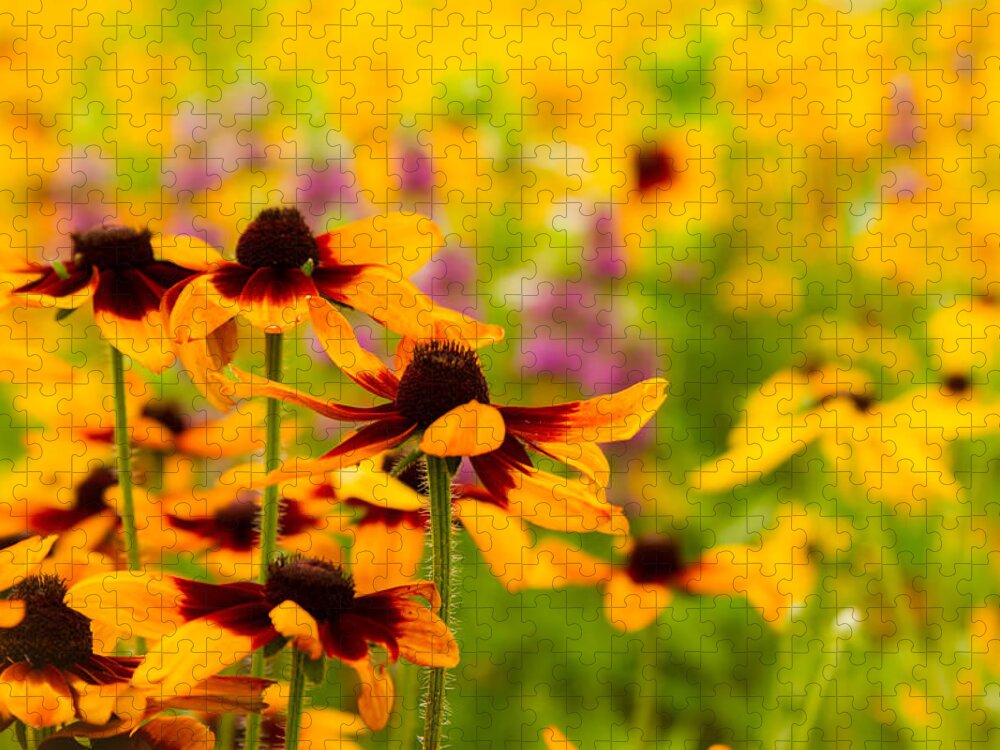 Gloriosa Daisy Jigsaw Puzzle featuring the photograph Gloriosa Daisy Wildflowers #1 by Ron Pate