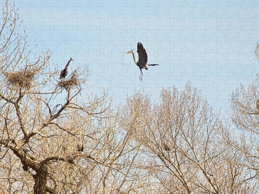 Great Blue Heron Jigsaw Puzzle featuring the photograph Great Blue Heron Nest Building 3 #1 by James BO Insogna