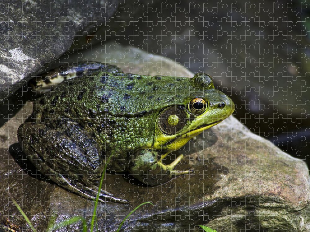 Frog Jigsaw Puzzle featuring the photograph Green Frog by Christina Rollo