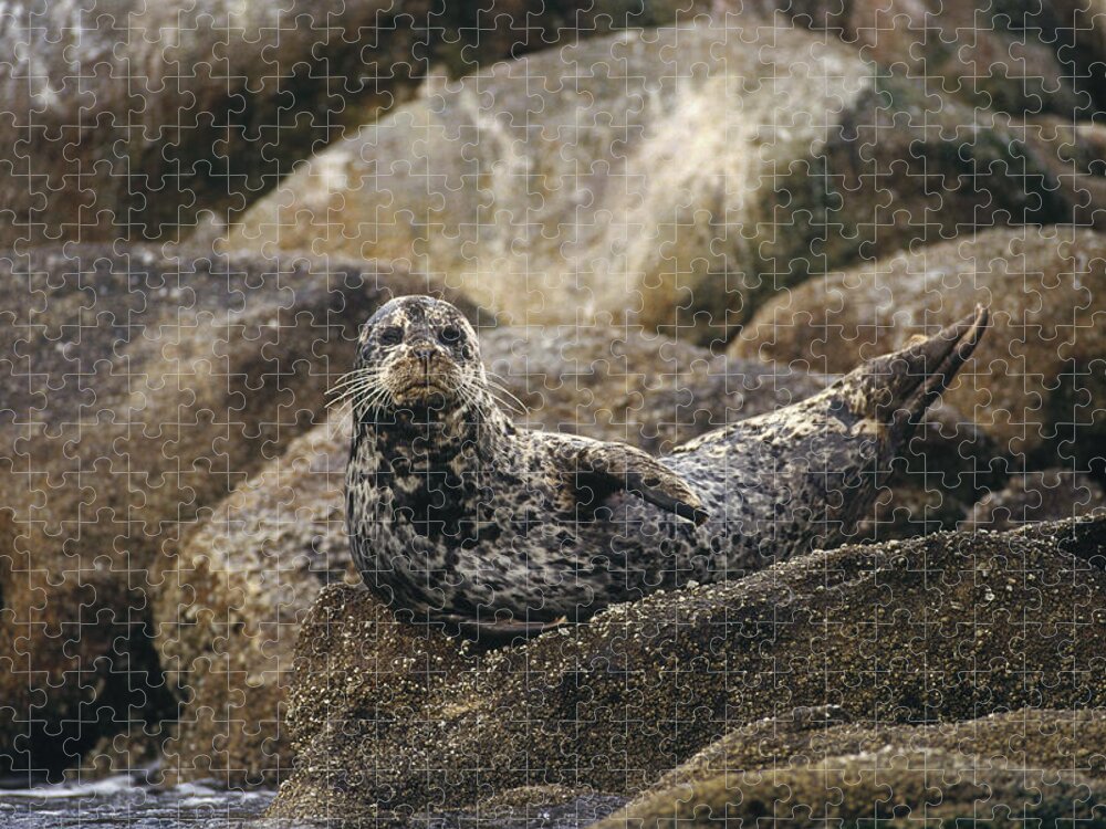 Feb0514 Jigsaw Puzzle featuring the photograph Harbor Seal Pacific Coast North America #1 by Gerry Ellis