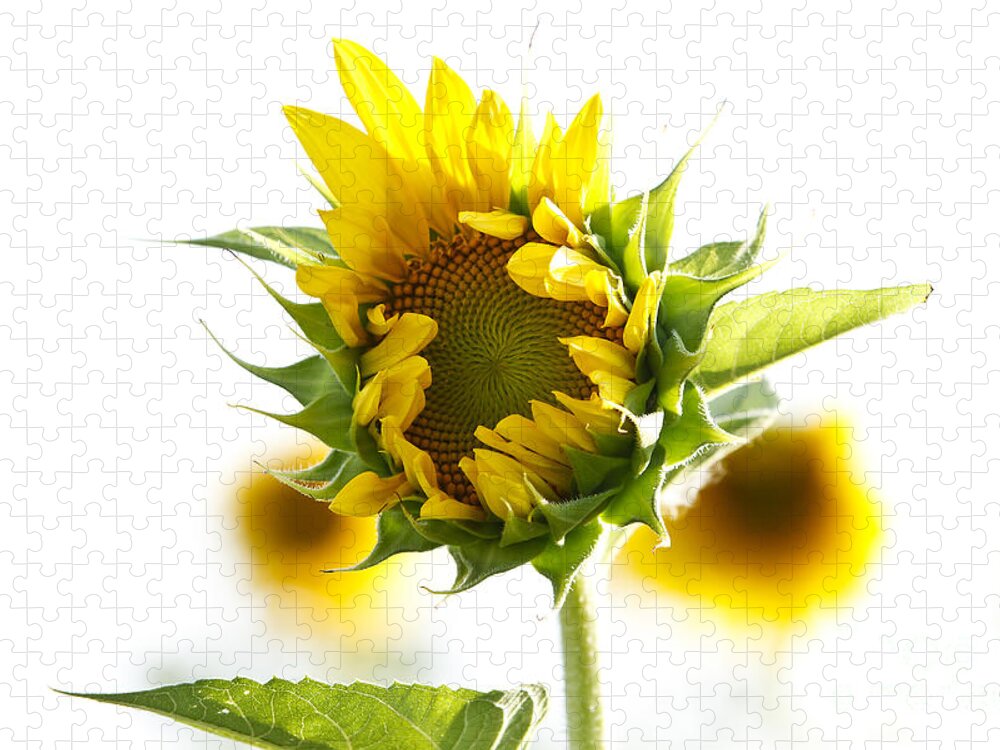Sunflower Jigsaw Puzzle featuring the photograph Helianthus Annuus #1 by Dennis Hedberg