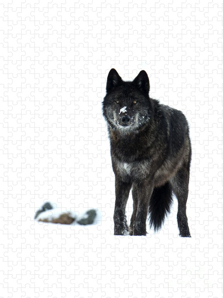 Wolf Jigsaw Puzzle featuring the photograph Here's Looking at You #1 by Deby Dixon