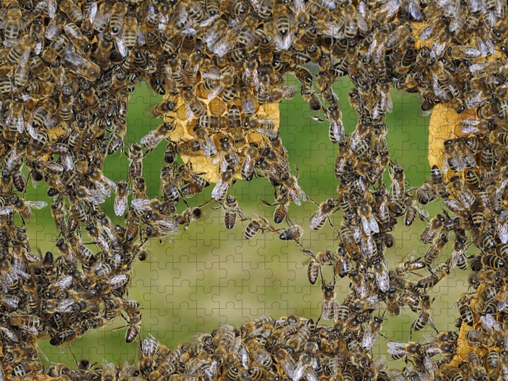 Feb0514 Jigsaw Puzzle featuring the photograph Honey Bees Join To Repair Honeycomb #1 by Heidi & Hans-Juergen Koch