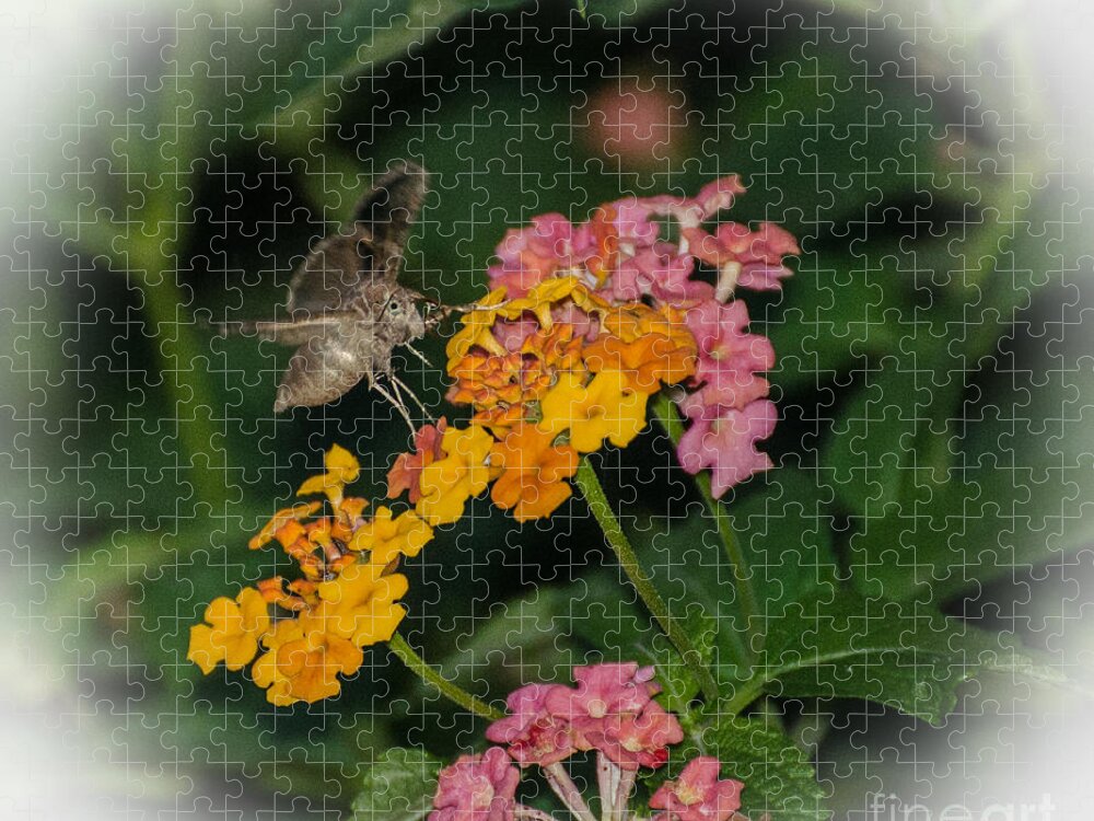 Insect Jigsaw Puzzle featuring the photograph Honey Is Sweeter At Night by Donna Brown