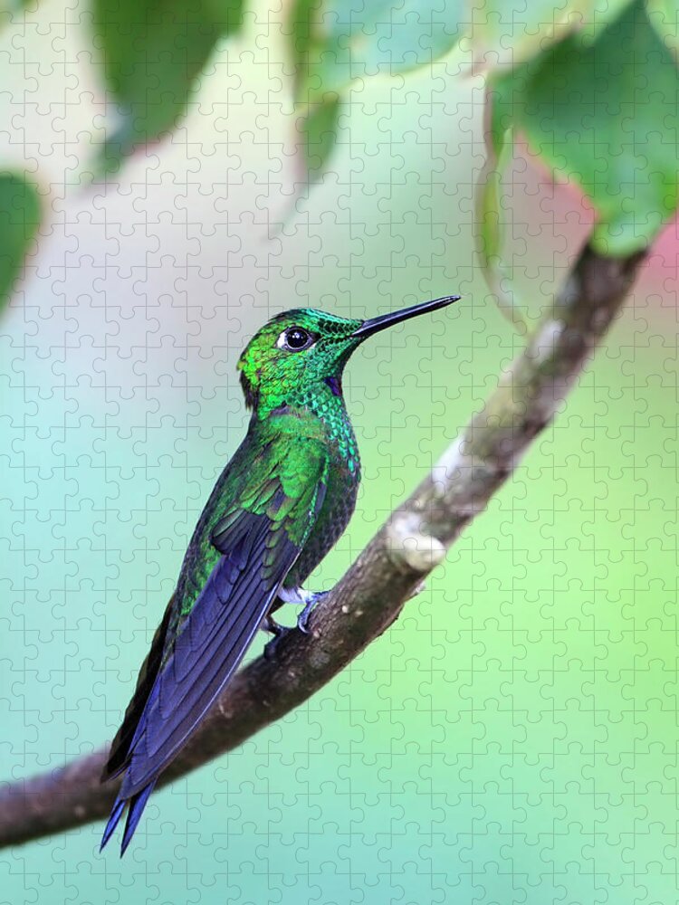 Animal Themes Jigsaw Puzzle featuring the photograph Hummingbird #1 by Mlorenzphotography