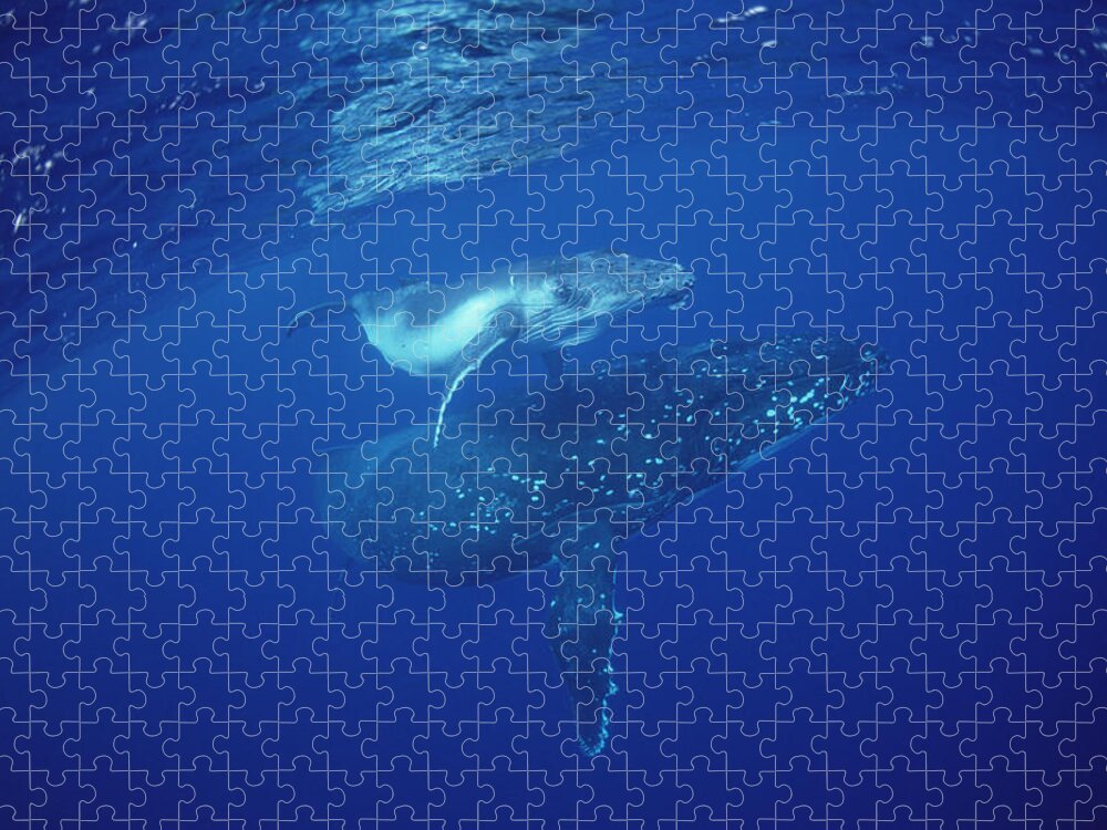 Feb0514 Puzzle featuring the photograph Humpback Whale Mother And Calf Tonga by Flip Nicklin