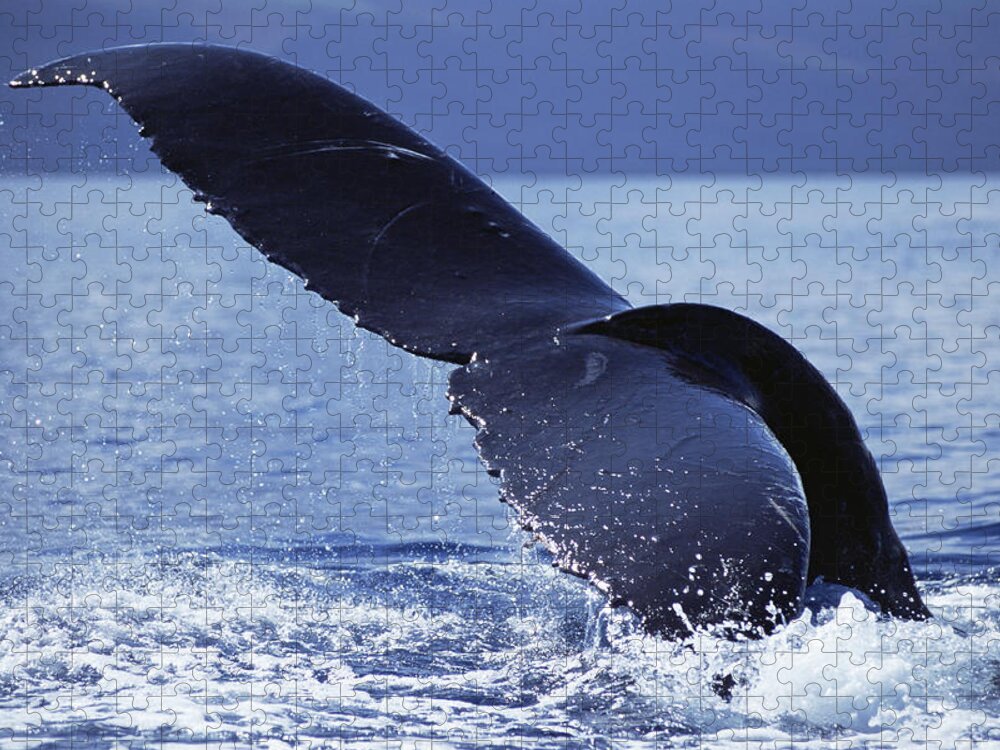Feb0514 Jigsaw Puzzle featuring the photograph Humpback Whale Tail Lobs Maui Hawaii #1 by Flip Nicklin