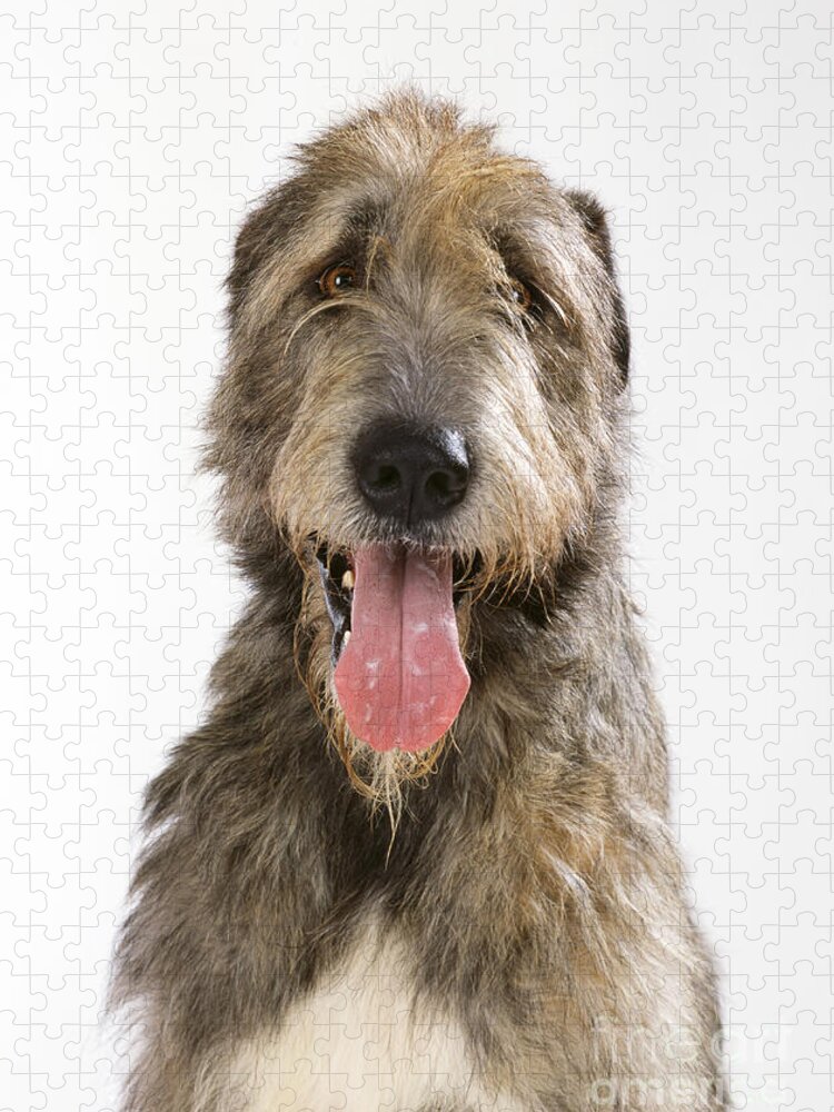 Dog Jigsaw Puzzle featuring the photograph Irish Wolfhound #1 by John Daniels