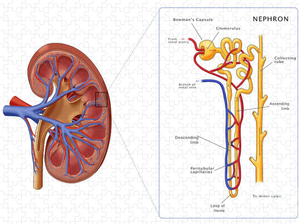 Kidney Jigsaw Puzzle featuring the photograph Kidney And Nephron, Illustration #1 by Monica Schroeder