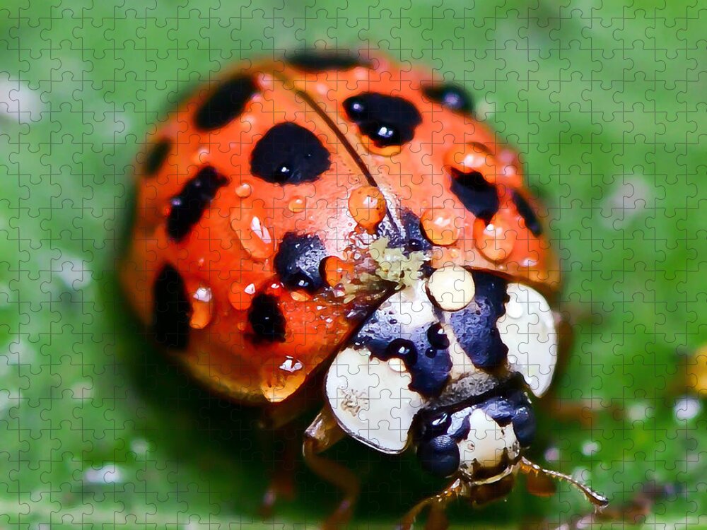 Ladybug Jigsaw Puzzle featuring the photograph Ladybug #2 by Kerri Farley