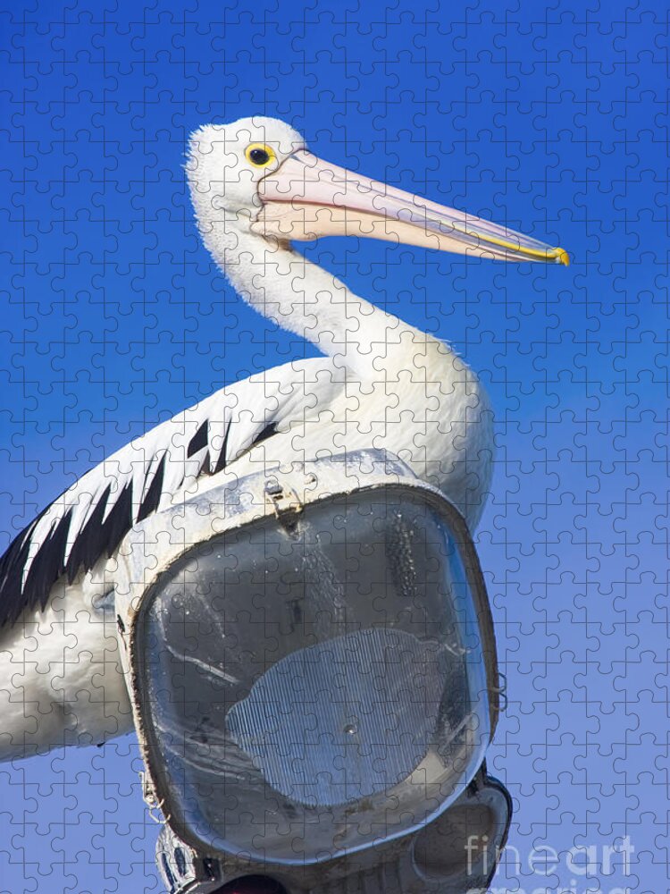 Bird Jigsaw Puzzle featuring the photograph Large Australian Pelican #1 by Jorgo Photography