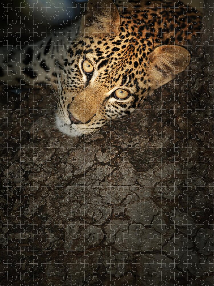 Leopard Jigsaw Puzzle featuring the photograph Leopard Portrait #2 by Johan Swanepoel