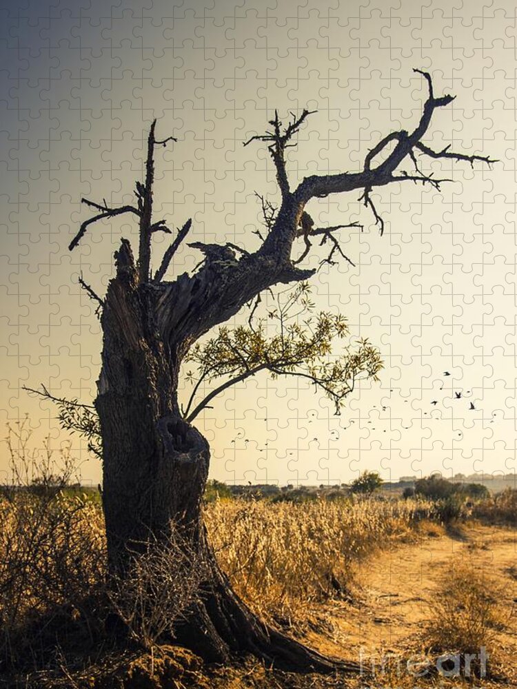 Olive Jigsaw Puzzle featuring the photograph Lonely Tree #1 by Carlos Caetano