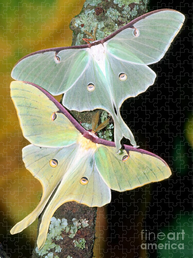 Nature Jigsaw Puzzle featuring the photograph Luna Moths #2 by Millard H Sharp