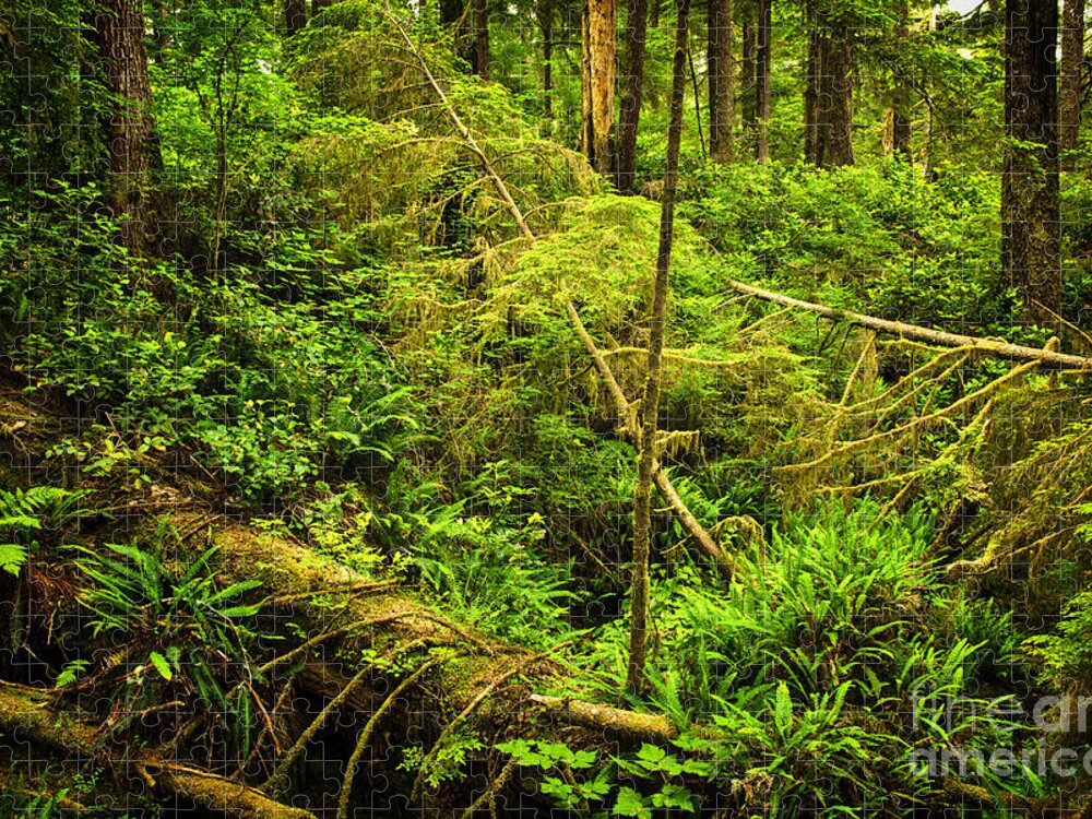 Rainforest Jigsaw Puzzle featuring the photograph Lush temperate rainforest 1 by Elena Elisseeva