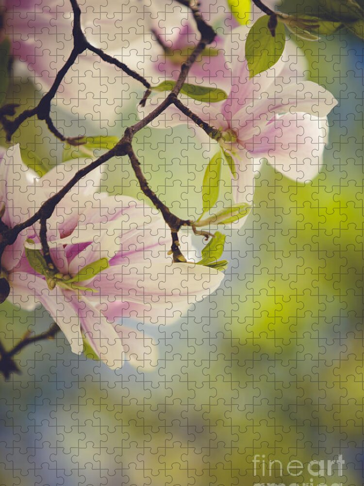 Magnolia Jigsaw Puzzle featuring the photograph Magnolia Flowers by Nailia Schwarz