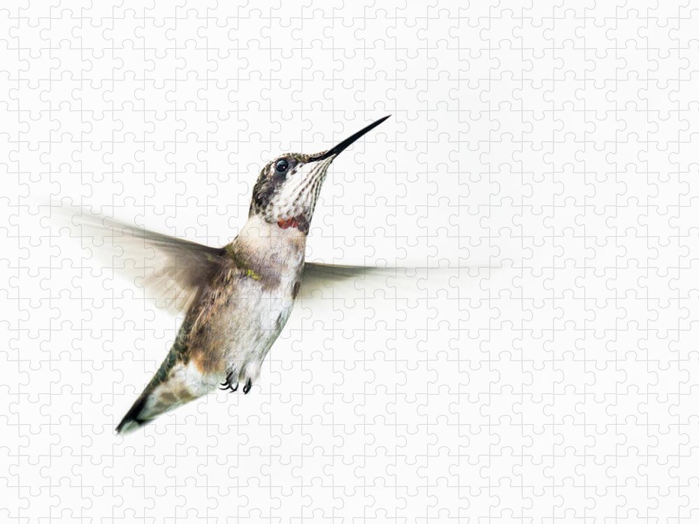 White Background Jigsaw Puzzle featuring the photograph Male Ruby-throated Hummingbird #1 by Jim Mckinley