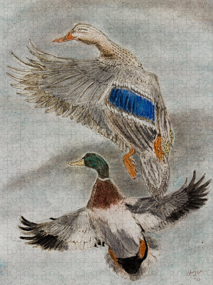 Drawing Jigsaw Puzzle featuring the drawing Mallard Pair #1 by Chris Steele