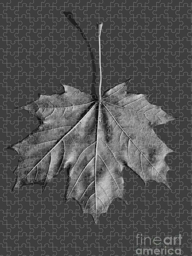 Maple Jigsaw Puzzle featuring the photograph Maple Leaf #2 by Steven Ralser