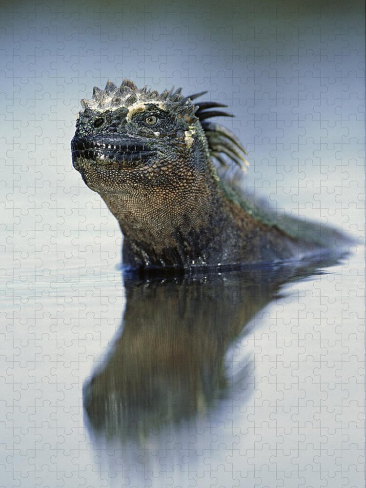 Feb0514 Jigsaw Puzzle featuring the photograph Marine Iguana Galapagos Islands #1 by Tui De Roy