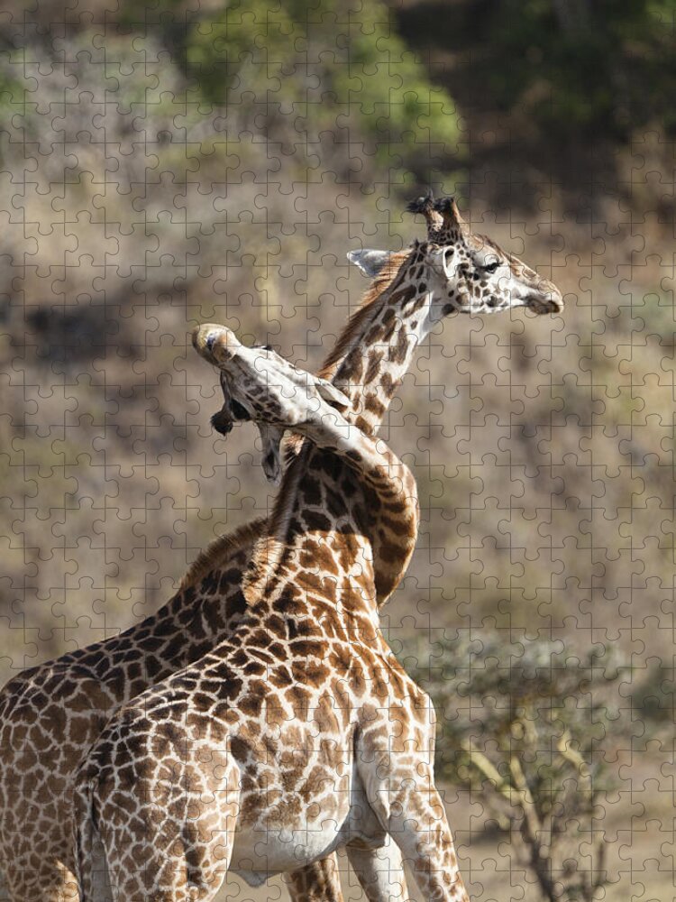 Feb0514 Jigsaw Puzzle featuring the photograph Masai Giraffe Males Fighting Tanzania #1 by Konrad Wothe