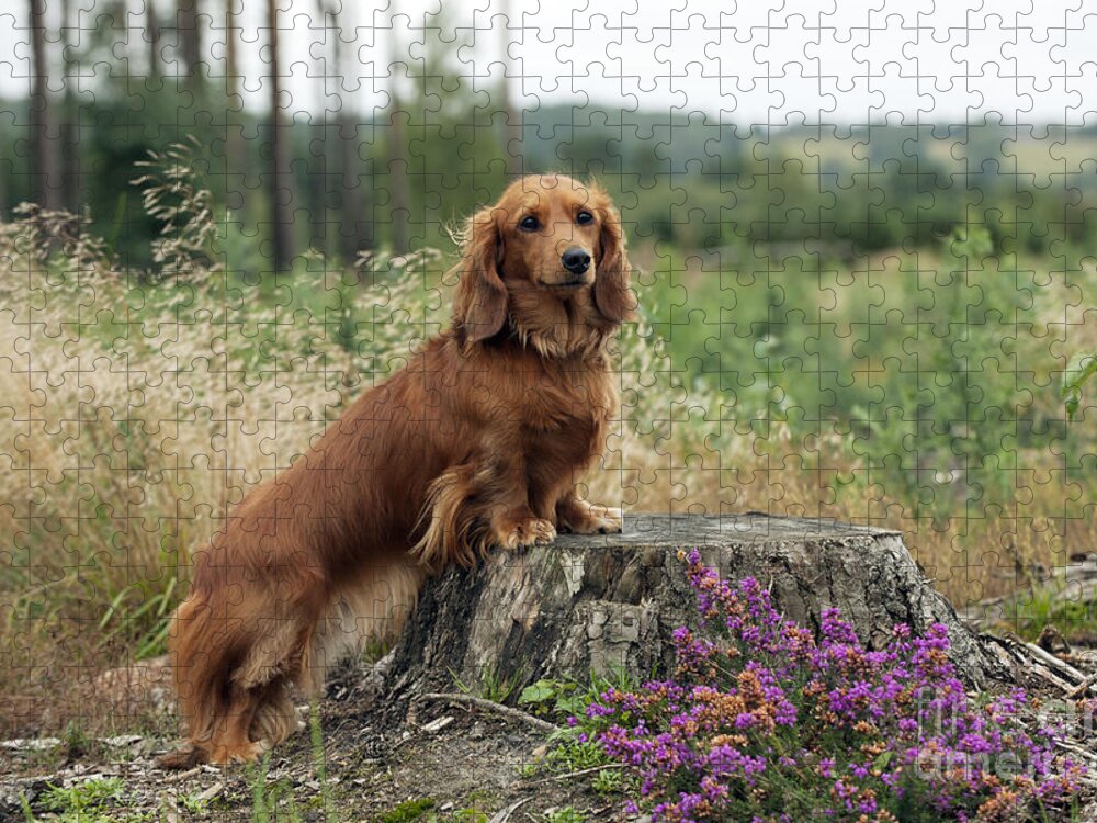 Dachshund Jigsaw Puzzle featuring the photograph Miniature Long-haired Dachshund #10 by John Daniels