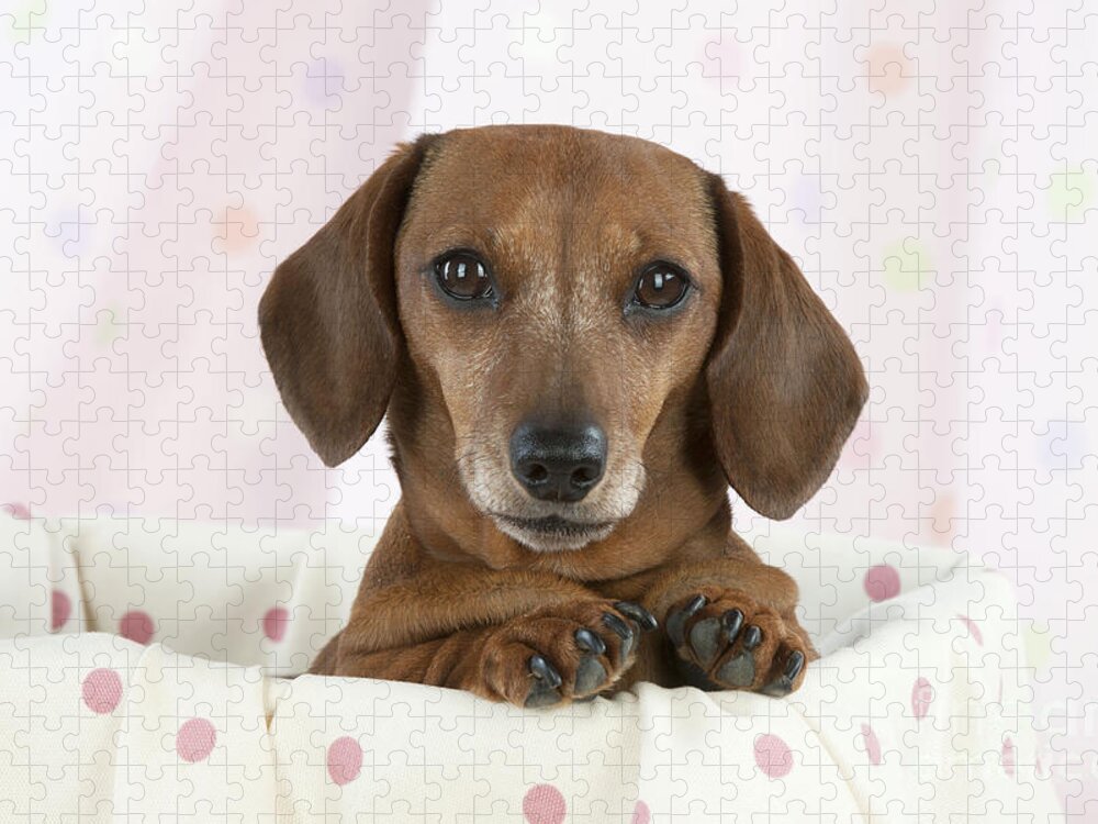 Dog Jigsaw Puzzle featuring the photograph Miniature Short-haired Dachshund #1 by John Daniels