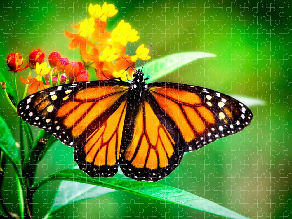 Monarch Butterfly Jigsaw Puzzle featuring the photograph Monarch Butterfly #2 by Mark Andrew Thomas
