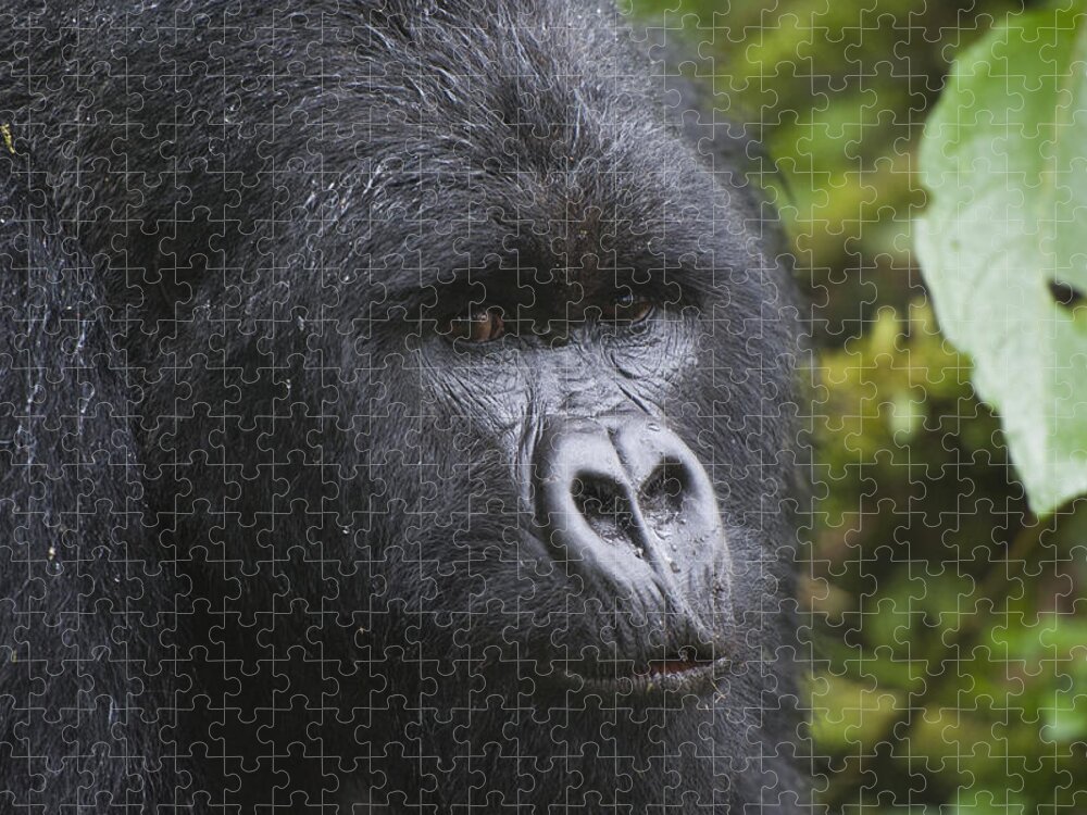 Feb0514 Jigsaw Puzzle featuring the photograph Mountain Gorilla Silverback Rwanda #1 by D. & E. Parer-Cook
