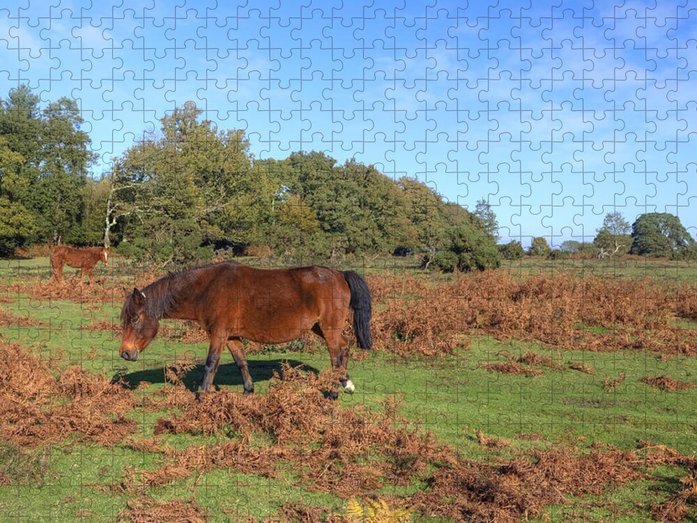 New Forest Jigsaw Puzzle featuring the photograph New Forest #1 by Joana Kruse