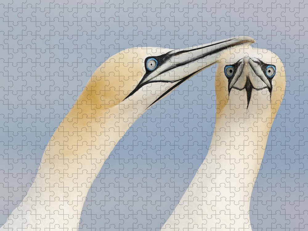Nis Jigsaw Puzzle featuring the photograph Northern Gannets Greeting Saltee Island #1 by Bart Breet