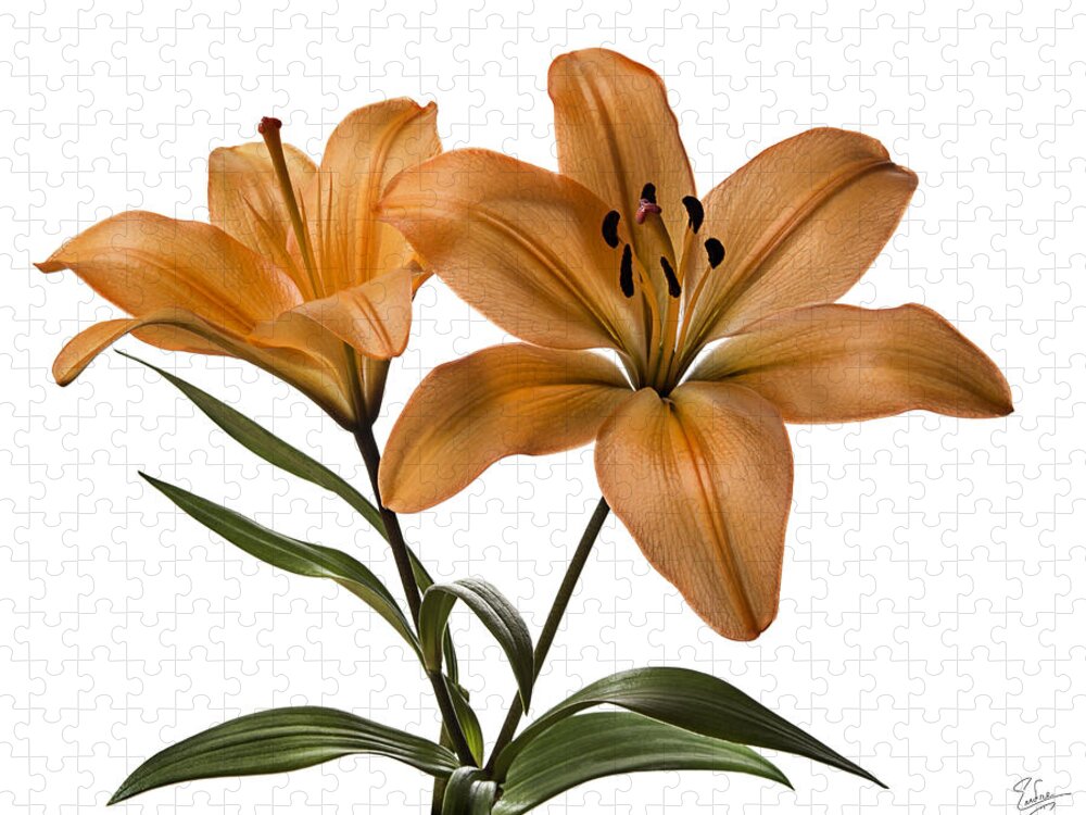 Flower Jigsaw Puzzle featuring the photograph Orange Asiatic Lilies by Endre Balogh