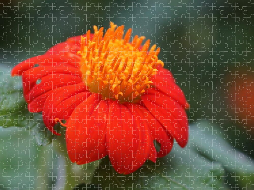 Orange Jigsaw Puzzle featuring the photograph Orange Flower #1 by Alan Hutchins