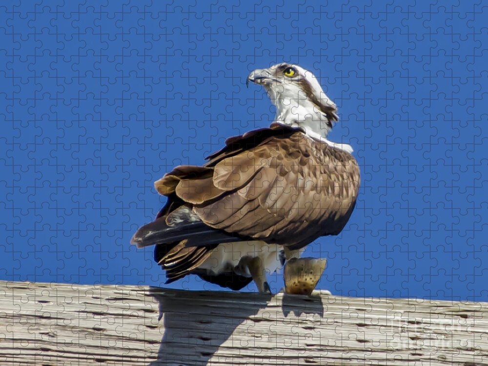 Osprey With Fish In Talons Jigsaw Puzzle featuring the photograph Osprey with Fish in Talons #2 by Dale Powell