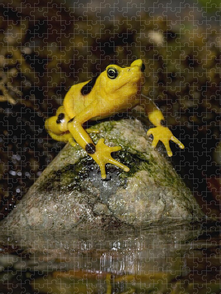 Feb0514 Jigsaw Puzzle featuring the photograph Panamanian Golden Frog #1 by San Diego Zoo