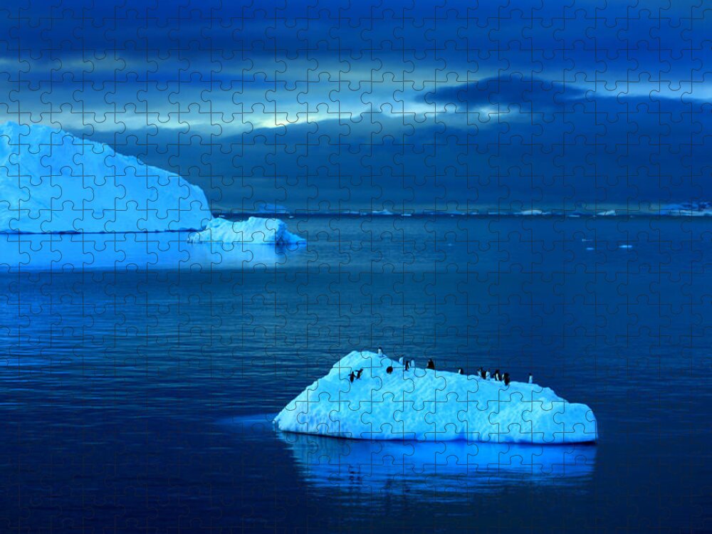 Icebergs Jigsaw Puzzle featuring the photograph Penguins on Iceberg #1 by Amanda Stadther