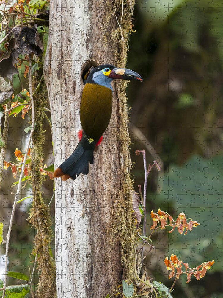Tui De Roy Jigsaw Puzzle featuring the photograph Plate-billed Mountain-toucan At Nest #1 by Tui De Roy