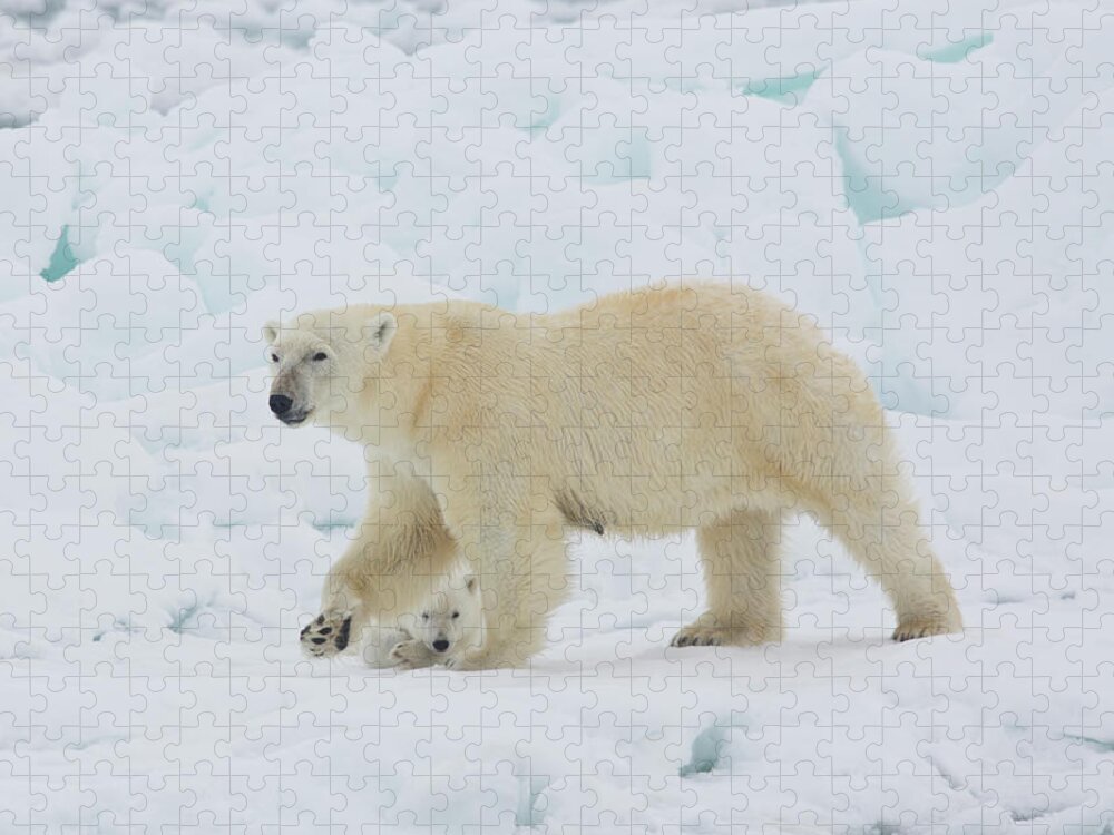 Bear Cub Jigsaw Puzzle featuring the photograph Polar Bear Sow With Young Cub High #1 by Darrell Gulin
