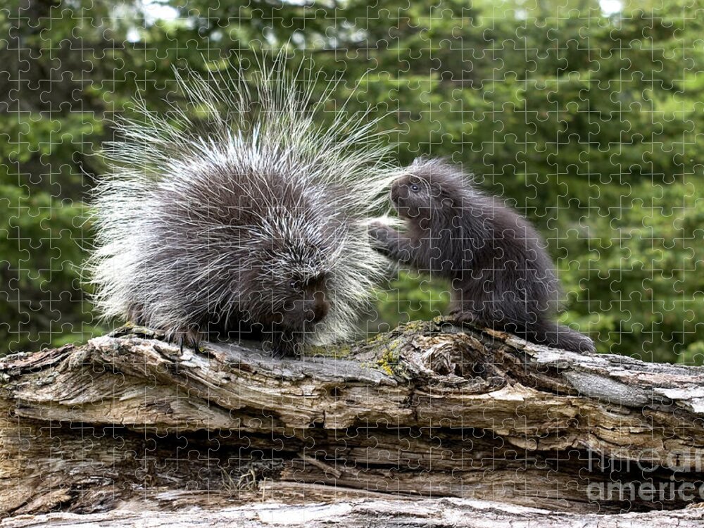 Porcupine Jigsaw Puzzle featuring the photograph Porcupines #1 by Linda Freshwaters Arndt