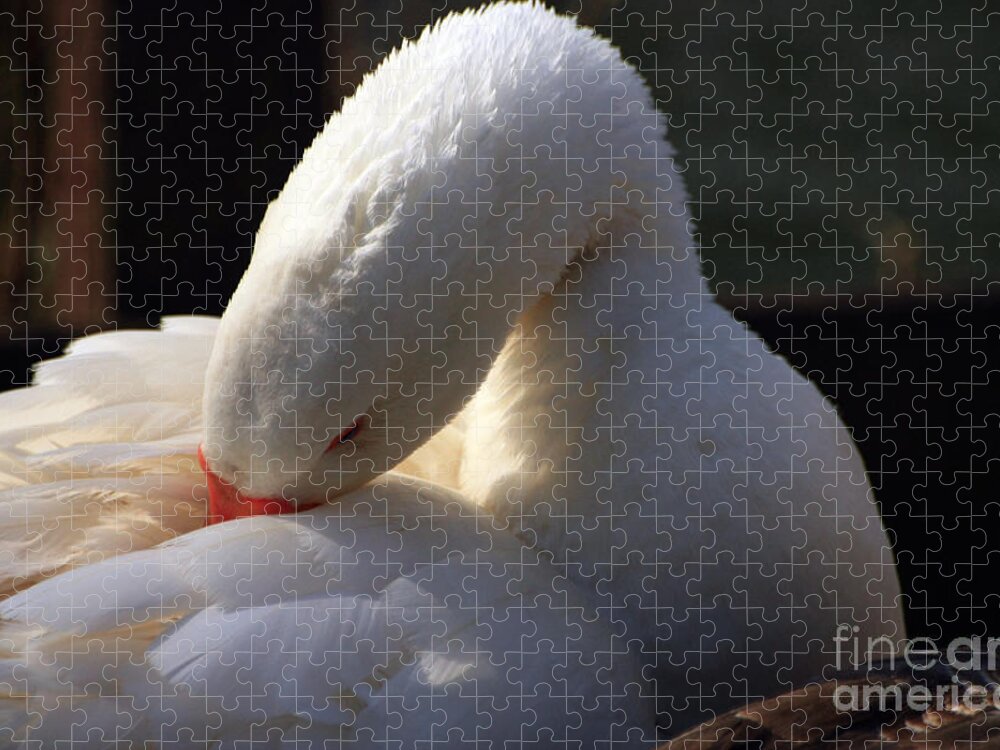 St James Lake Jigsaw Puzzle featuring the photograph Preening Goose by Jeremy Hayden