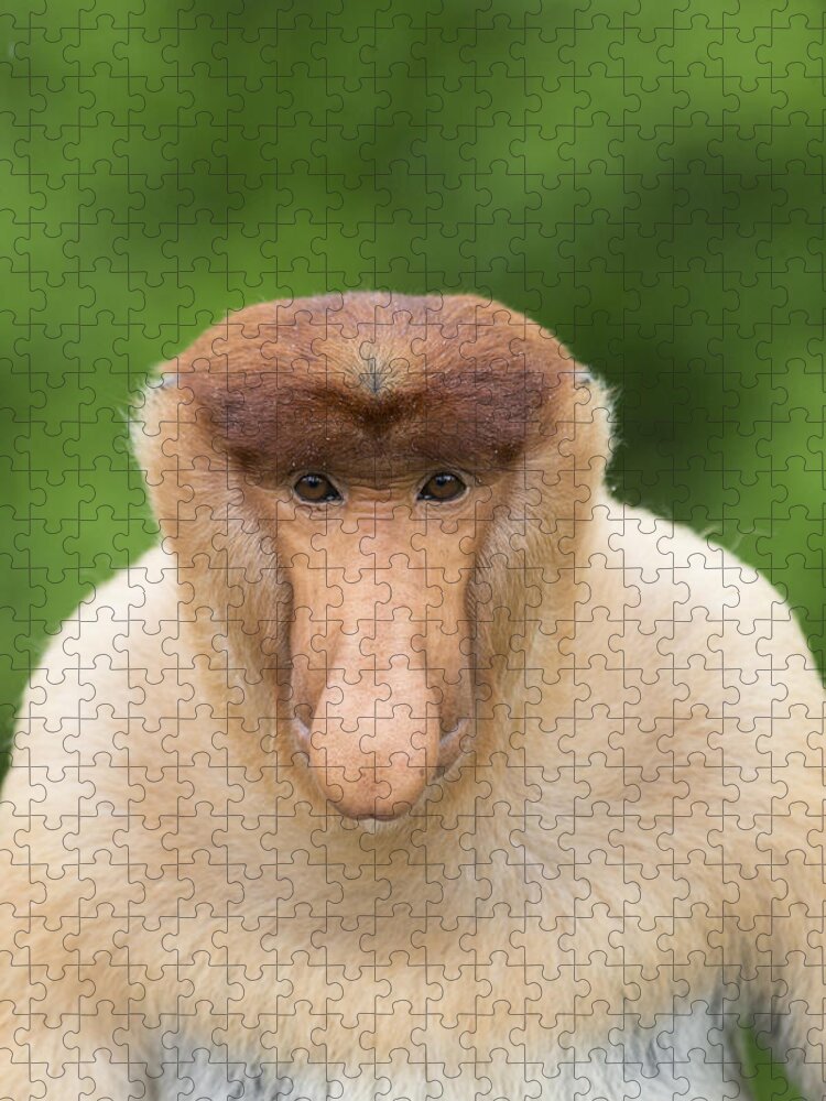Suzi Eszterhas Jigsaw Puzzle featuring the photograph Proboscis Monkey Dominant Male Sabah by Suzi Eszterhas